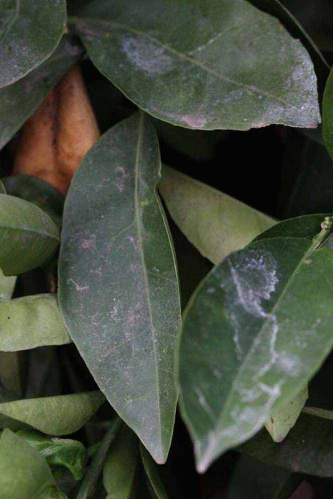              Shade leaves (Riverside, CA)       